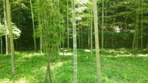 植物炭素色素の材料の竹