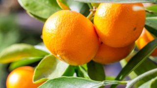 ビタミンCを含む柑橘類
