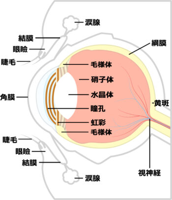 眼球の構造