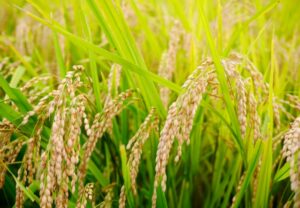 栄養素や効能が高い米