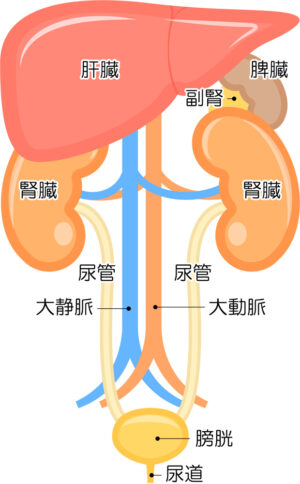 副腎の位置