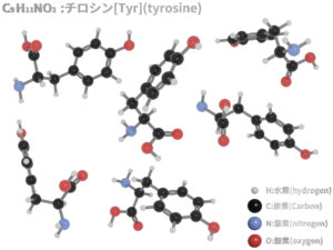 チロシンの分子構造