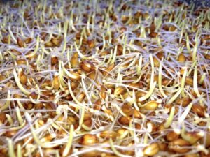マルトースの材料の発芽した大麦