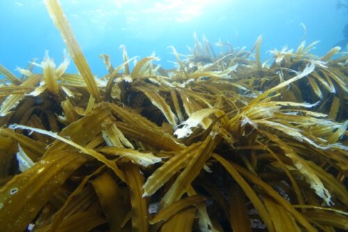 フコイダンを含む海藻